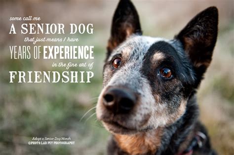 The Love On A Leash Blog Why Adopt A Senior Dog