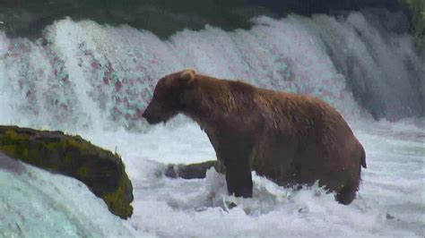 Brown Bear Cam - Brooks Falls in Katmai National Park | Explore.org