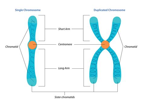 Illustration Of Singel And Duplicated Chromosome Structure