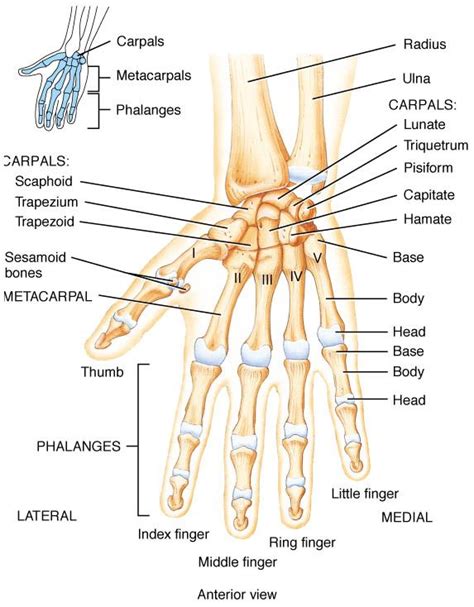 Bones of the hand | Parts of the body | Pinterest | Anatomy