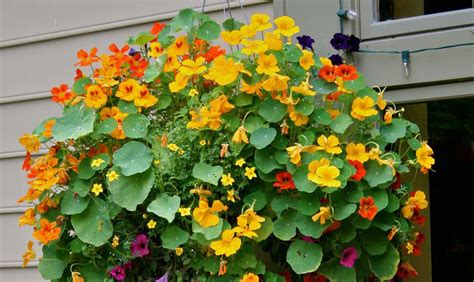 Buy artificial flowers hanging baskets and get the best deals at the lowest prices on ebay! Garden Thymes: Cheery Nasturtiums