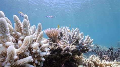 Bleaching May Have Killed Half The Coral On The Northern Great Barrier