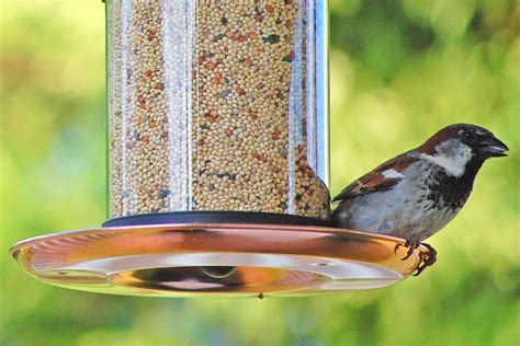 You can join them by learning how to attract finches to your yard. Attract Birds to a New Bird Feeder