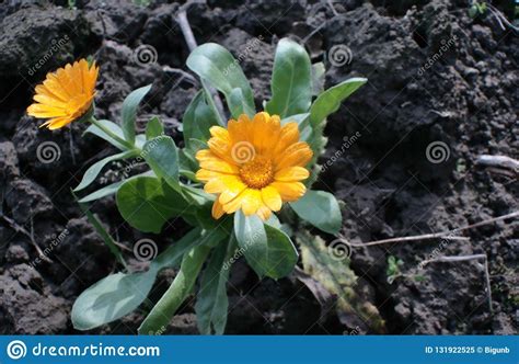 The best discount is 50% off coupon + 7.5% cash back for. The center of the flower calendula officinalis. Photo ...