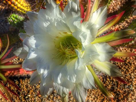 Cactus Blooms Scottsdale Arizona The Roaming Boomers