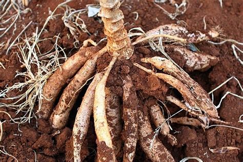 Makhluk hidup memiliki beberapa ciri, yaitu bernapas, bergerak, makan, tumbuh, peka terhadap rangsangan, dan dapat berkembang biak. Akar Singkong Termasuk Akar Apa - AKARKUA