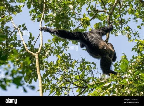 Eastern Chimpanzee Swinging From A Tree Stock Photo Alamy