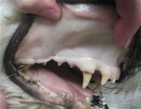 The akc governs nothing, they don't stand up for conformation or health testings/screenings. What Does Pale Gums in Dog Mean? - Pet Health