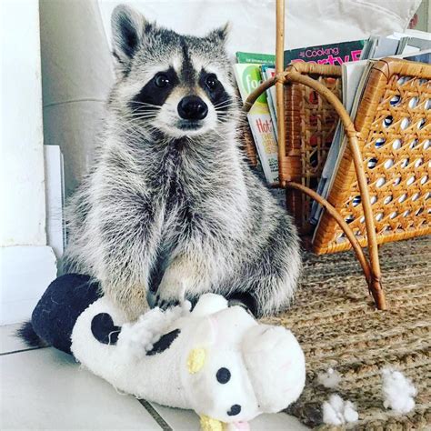 The racoon, sometimes simply referred to as coon, is an active and there are several species of racoons but the species most commonly kept as a pet is procyon lotor baby raccoons can be raised on formula. Instagram photo by Pumpkin The Raccoon • Jun 12, 2016 at 1 ...