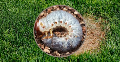 8 Signs Of Grubs In Your Lawn And How To Get Rid Of Them