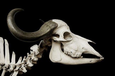 How Mammal Skulls Work Worldwide Nature