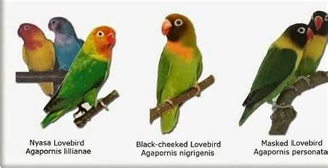 Mengenal Pembagian Jenis Burung Lovebird Kacamata Dan Perawatannya