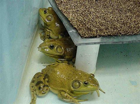 Diy Frog Perch