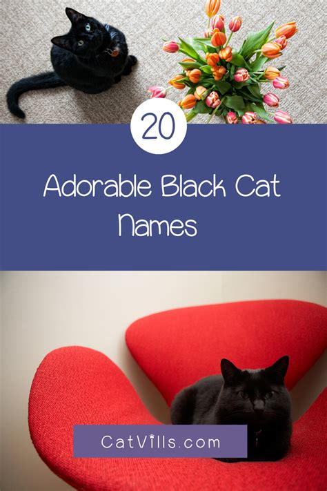 Here is the ultimate list of black cat names to use when naming your black kitty. 150 Absolutely Adorable Black Cat Names (For your Bombay ...