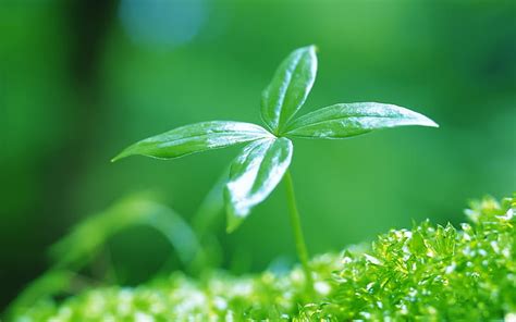 1920x1080px Free Download Hd Wallpaper Newly Sprouting Green