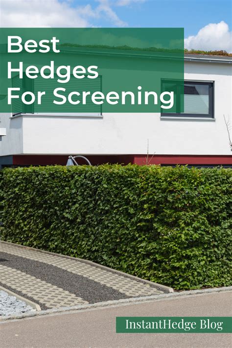 Best Hedges For Screening Best Screening Plants Hedges For Screening