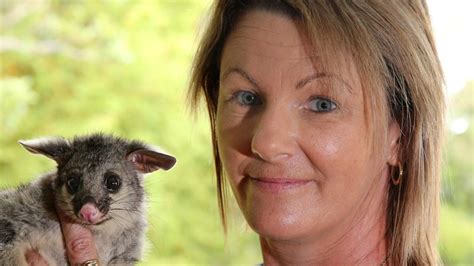 Possums Invade Brisbane Homes The Courier Mail