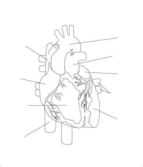 The Human Heart Openclipart