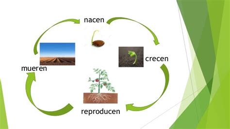 Ciclo De Vida Las Plantas