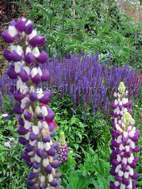 Looking for plants with purple flowers, be inspired with our top 15 recommended plants. Spring Flowers UK Garden Flowers Delivery London Spring Bulbs
