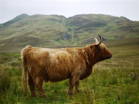 Pretty Much Just Scottish Highland Coo Doing What Coos Do In The