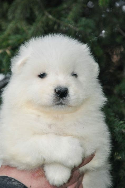 Ecco Purebred Healthy Samoyed Puppy For Sale