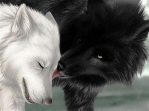 10 Top Black And White Wolves Together Wallpaper Full Hd 1080p For Pc