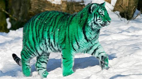 Green Tiger 1920x1080 Rwallpaper