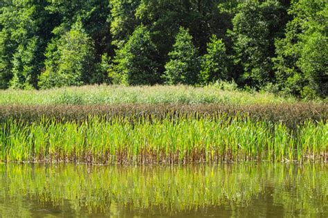 Shore Of The Lake With The Reeds Forest Near The Water Stock Photo