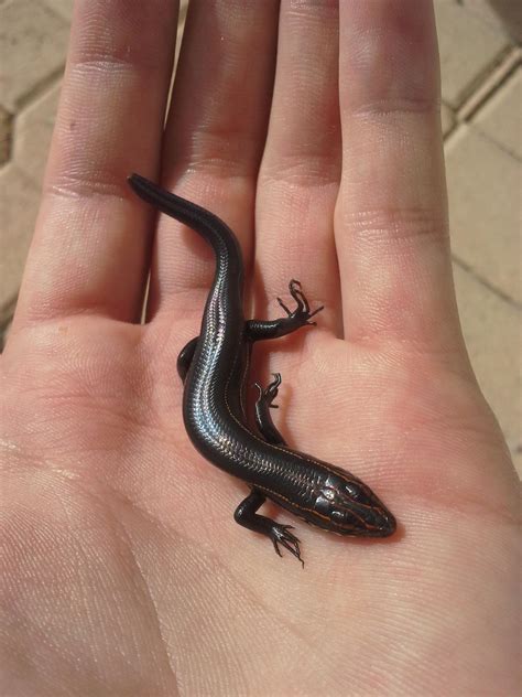 Found In My Home In South Florida Any Ideas Skink Animalid