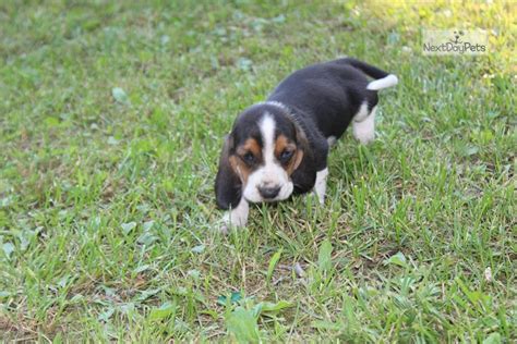 Check spelling or type a new query. Elliot: Basset Hound puppy for sale near Springfield ...