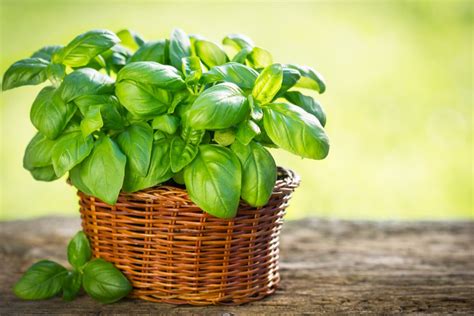 Tipos De Albahaca Que Puedes Cultivar En Tu Jardín — Mejor Con Salud