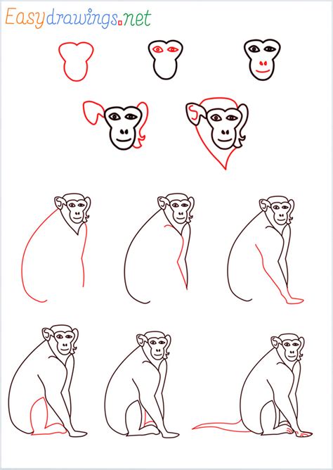 How To Draw A Monkey Step By Step 11 Easy Phase And Video