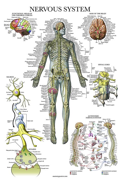 Human Body Nervous System Chart