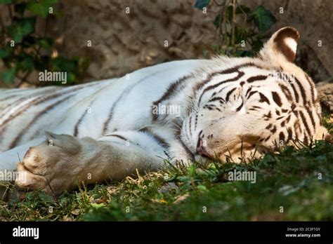 White Bengal Tiger Panthera Tigris Tigris Stock Photo Alamy