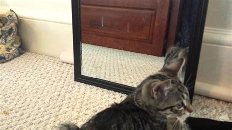 Kitten In The Mirror Youtube