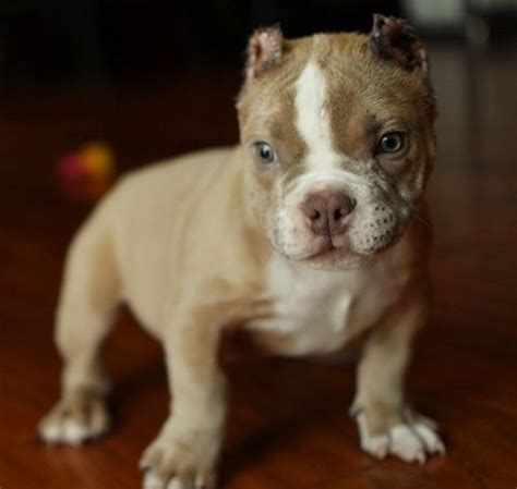 Pitbull puppies breeders in pa. American Pit Bull Terrier Puppies For Sale | Pittsburgh, PA #244025
