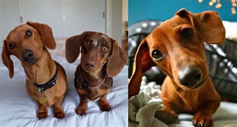 According To Science This Is What It Means When Your Dachshunds Tilt