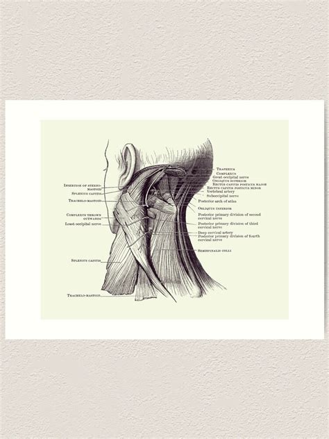 Neck Muscular System Diagram Vintage Anatomy 2 Art Print For Sale