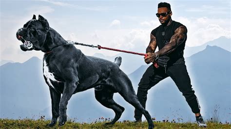 The 10 Most Tough Looking Dog Breeds Ever Youtube