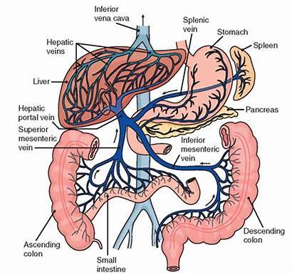 Circulation Portal Hepatic Liver System Anatomy Human