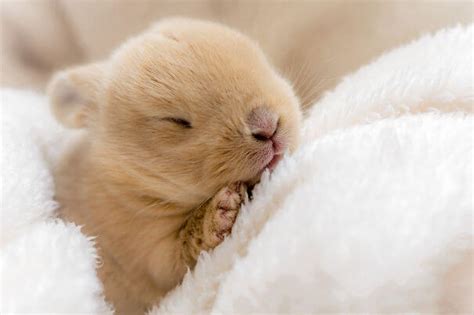 Photos Of Irresistibly Cute Bunnies That Will Put A Smile On Your Face Awwthings Com
