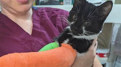 Yorkshire Cat Cruelty Cases On The Rise Rspca Bbc News
