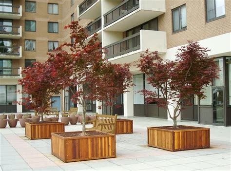 Extra large planters for trees. Pin by Carla Lane Interiors on exteriors | Large tree ...
