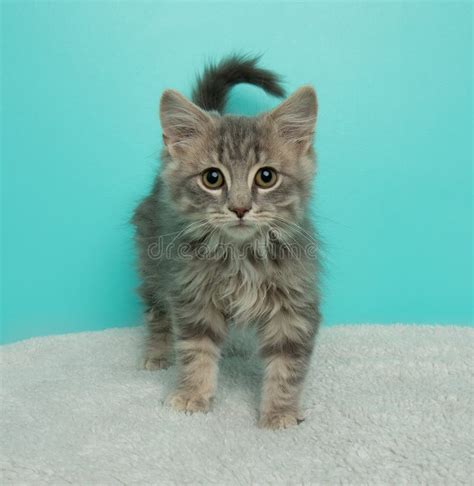 Grey Fluffy Tabby Kitten Cat Standing On A White Blanket Stock Photo