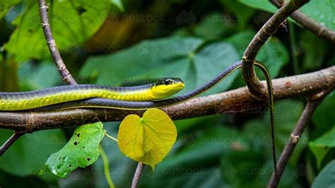 Image Of Common Green Tree Snake Austockphoto