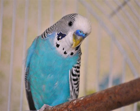 Blue Parakeet Photograph By Jai Johnson Fine Art America