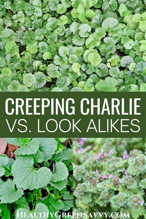 Creeping Charlie Look Alikes Ground Ivy Identification