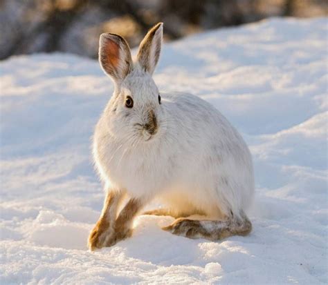 Snowshoe Hare Artic Animals Cute Animals Fierce Animals Hare