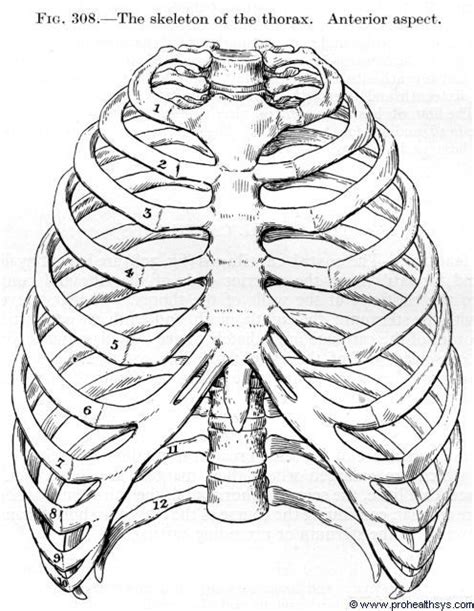 Skeleton Thorax Anterior View Skeleton Drawings Anatomy Art